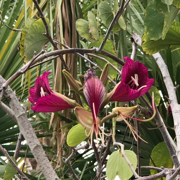 Meet your Posher, Jeanine - Picture 1 of 1